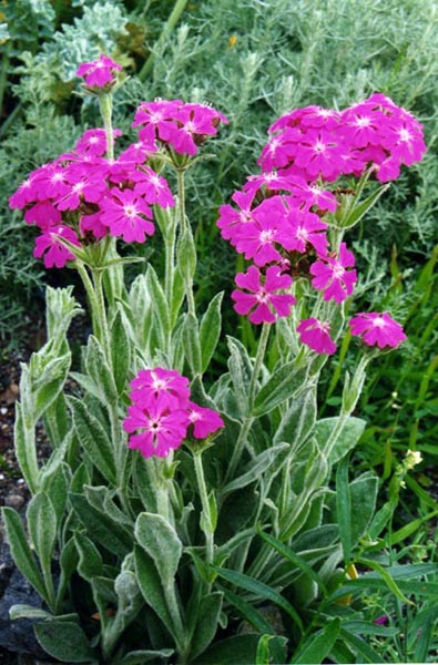 Lychnis flos-jovis en fleurs sur des éboulis stabilisés dans les Alpes du sud